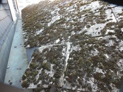 mousse sur ardoises fibrociment - cbconseil